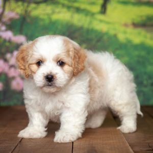 Teddy - Excel Puppies