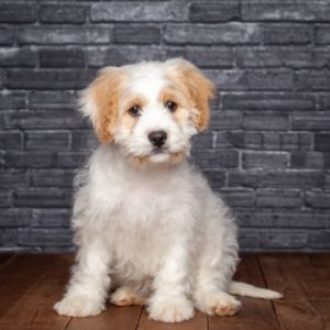 Milo - Excel Puppies