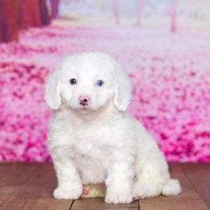 BabyBreath - Excel Puppies